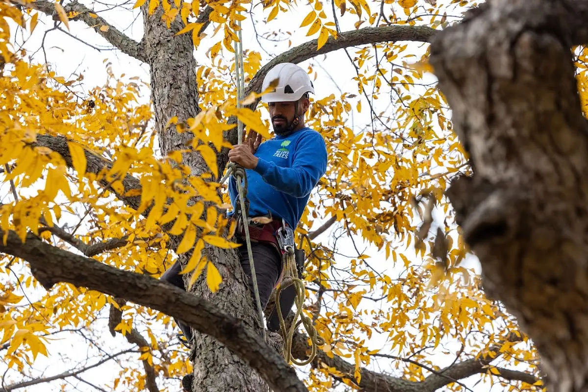 Skilled Tree Planting crew working in Knoxville